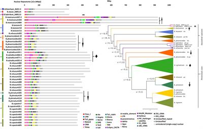 Expansions and contractions of repetitive DNA elements reveal contrasting evolutionary responses to the polyploid genome shock hypothesis in Brachypodium model grasses